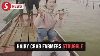 Too hot to handle: China's hairy crab farmers struggle after brutal summer