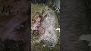 Я обожаю свиней! 🐖 Что?! Поросята кунекуне!