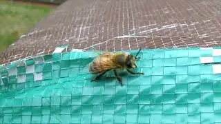 Heaviness at the House, Lets go Tell the Bees. 10-10-25