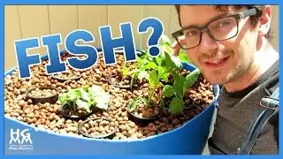 Use FISH to Grow a Small Space Container Garden. Really!