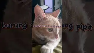 Mikirin duit#part64#shorts#cats#catlovers  #cat #sagini lovers #kucing #funny #animals