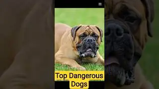 Top 5 Most Powerful Dogs in the World 🐶💪🌍 | No.1 Ne Sabko Shock Kar Diya 😱 | #Wonder5Hab #Top5 #Dogs