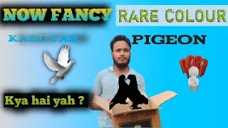 Rare Colour Pigeon | Kya hai yah ?| Now Fancy Kabutar ki Video || New Fancy Pigeon Video || #pigeon 