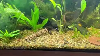 Red sword & Loach 