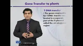 T-DNA Transfer | Introduction to Biotechnology | BIO5101_Topic130