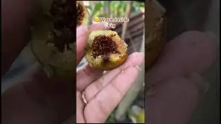 🪱 worm inside fig 🫨 #fig #fruits #nature  #fun #enjoy #youtubeshorts #trending