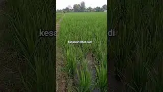 #vidioshort  kesawah sore hari lihat padi
