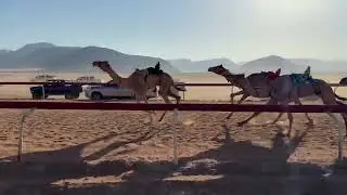 ش١. قعدان ثنايا //الذيب// محمود محمد البدول 