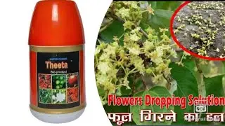 Apple ber farming full guideline & full solution helpful video... एप्पल बेर का क्या ट्रीटमेंट करना &