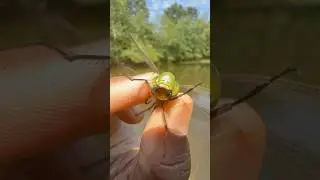 Dragonfly BITE!!!
