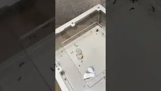 Fais &ccedil;a pour ne pas perdre ta colonie pendant la diapause