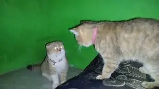 Two cats feel freedom in the room together | Cat Lovers