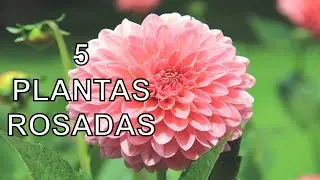 5 Plantas Rosadas que Har&aacute;n Brillar tu Jard&iacute;n #plantas #rosado #flores #cultivoencasa #plants