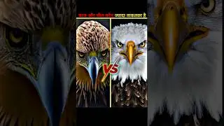 Eagle vs Hawk / आसमान का सबसे ताकतवर पंछी कौन ? #wildlife #facts #eagles #amazingfacts