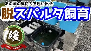 メダカの脱スパルタ飼育!～世話をすることの魅力～【媛めだか】