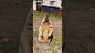 Very Cute Himalayan Marmot#himalayanmarmot #marmot #marmota #cuteanimals #cutemarmot #wildlife