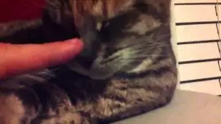 [Classics] The Candid Kitty