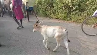 Cow Cow Cow | Baby Cows Go With Their Mothers | Bullock Lovers