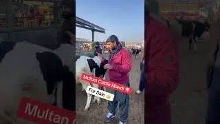 Multan Cattle Mandi ❤️&zwj;🔥 #cow #cowmandiupdate #cattlemarket #bull
