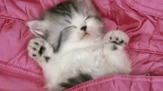 Слайд-шоу про котят l slide show about kittens