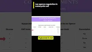 Lac operon regulation in eukaryotic cell #letsgobio