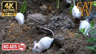 [NO ADS, NO AI] CAT TV Cinema 🐭 White Mice Feeding Frenzy - 4K 60FPS