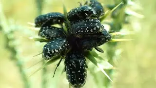 Oxythyrea noemi
