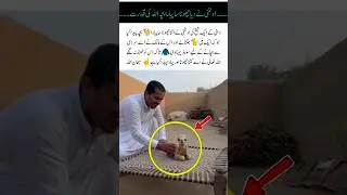 Camel 🐪 give birth to a small baby camel #camel #calf #babyanimals #cuteanimals #nature #viralvideo