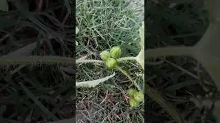 wild watermelon 🍉 harvesting #viral #viralshort #villagelife #harvest #