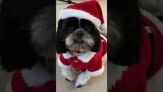 Merry Christmas! Love, my Shizoo Kipper!! ❤️🎄