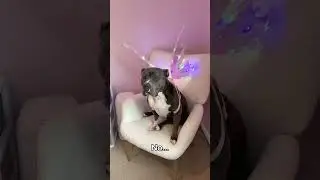 My dog wearing fairy wings 😂🥹#funnydog #dogcontent #viralpitbulls #funnyvideos #petlover #dogs