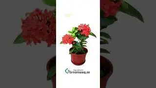10 Popular Outdoor Plants in UAE #plants #fertilizers #vegetables