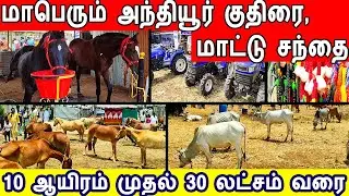anthiyur kuthirai santhai 2026, anthiyur maatu santhai 2026, kurunathasamy kovil maattu santhai 2026