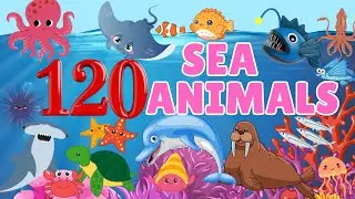 Learn 120 Most Popular Sea Animals for Kids & Toddlers! English Vocabulary