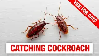 Video for Cats 🐱 | Catching Cockroach 🪳 | Realistic Bug Game for Cats