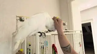 Cockatoo#cockatielbird#cockatoolife 