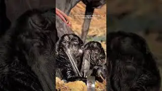 Funny Animal Sounds In Wildlife: Buffalo, Panda, Giraffe, Cow, Goat, Dog,... | Animal Moments#viral