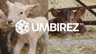 How to apply UMBIREZ&trade; to lambs and calves
