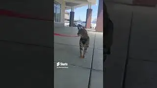 Bengal cat daily leash training #shorts #cat