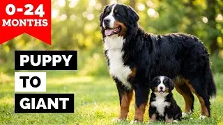 Bernese Mountain Dog - Puppy to Adult