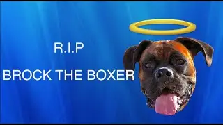 R.I.P. Brock the Boxer Dog 2009-2021 -- THANK YOU ALL