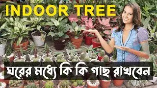Indoor Plants used in homes.বাসা বাড়িতে ব্যবহৃত Indoor Tree.#indoorplants #indoortree