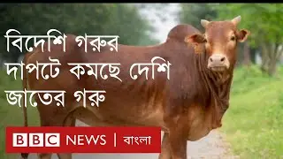 'দেশি গরু জাত হারালে খামার চলে যাবে সিন্ডিকেটের হাতে'
