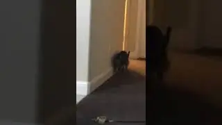 Fluffbutt and Cossie playing