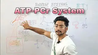 ATP-PCr System | Energy Systems | Exercise Physiology