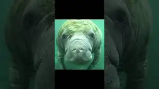 DON'T Touch A Manatee! You'll Regret It! #shorts