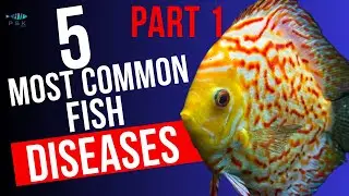 5 MOST COMMON FISH DISEASES - part 1 | PSKAQUA