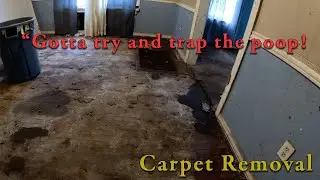 Walnut House Rehab - Carpet removal. 