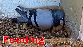 🐣 Lone Pigeon Nestling Gets a Long Breakfast