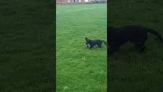 Trap and Return #spaniel #puppy #shortvideo #shortsvideo #shorts #short #viralvideo #shortsfeed
